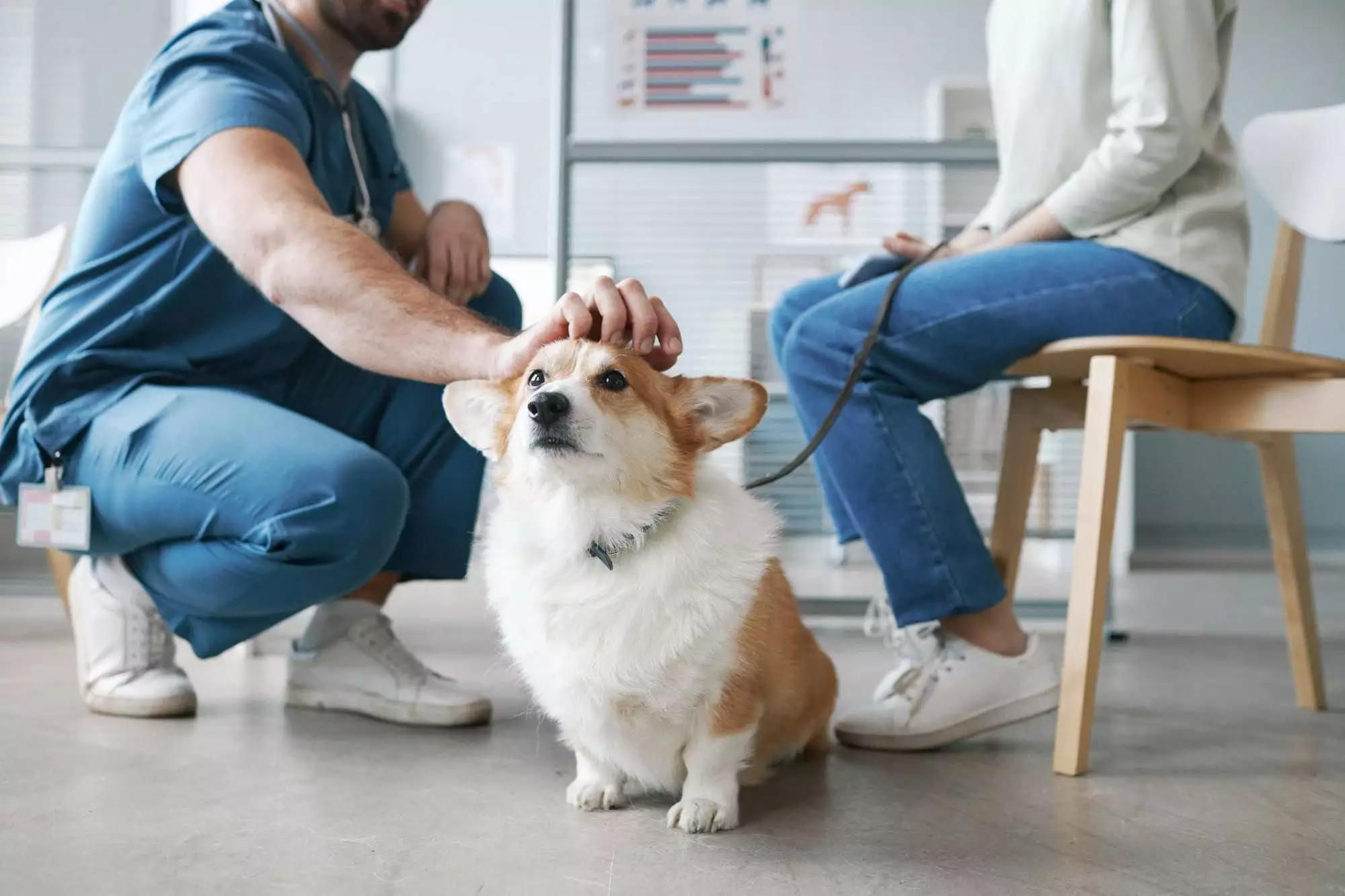 Trust This Austin Animal Hospital for the Top Pet Care